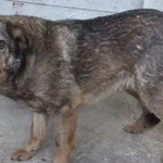 Znaleziono psa, Nowa Krępa, 25 kwietnia 2024