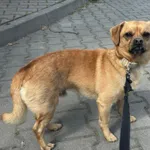 Znaleziono psa, Lublin, 19 maja 2024