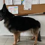 Znaleziono psa, Lublin, 20 maja 2024