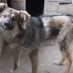 Kamilla to suczka przywieziona w dniu 16.04.2024r z terenu gm. Łyse, średnia z charakterem