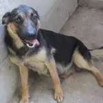 Znaleziono psa, Nowa Krępa, 6 maja 2024
