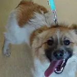 BORYS Z INTERWENCJI 19.05.2024 /W PROCESIE ADOPCYJNYM OD 04.06.2024/