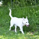 Siba to kilkunastoletnia sunia, która bardzo źle znosi pobyt w schronisku. Jest niespokojna, nerwowo węszy szukając swojego opiekuna. Nie wie, że już go nie znajdzie... Siba jest bardzo energiczna i s