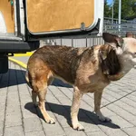 Znaleziono psa, Bydgoszcz, 20 maja 2024
