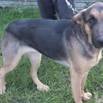 Znaleziono psa, Nowa Krępa, 6 maja 2024