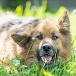 Pies do adopcji, Bełchatów, 28 września 2023