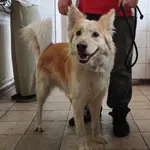 Znaleziono psa, Toruń, 17 maja 2024