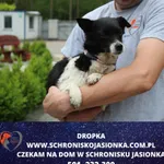 Pies do adopcji, Ciosny, 23 maja 2024