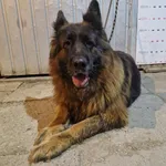 Znaleziono psa, Racławice, 21 maja 2024