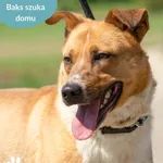 Pies do adopcji, Dąbrówka, 22 maja 2024