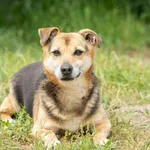 Pies do adopcji, Bełchatów, 22 września 2023