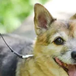 Pies do adopcji, Sosnowiec, 23 maja 2024