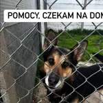 Pies do adopcji, Korabiewice, 24 maja 2024
