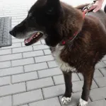 Znaleziono psa, Gdańsk, 24 maja 2024