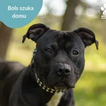 Pies do adopcji, Dąbrówka, 24 maja 2024
