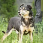 Pies do adopcji, Bełchatów, 21 kwietnia 2017