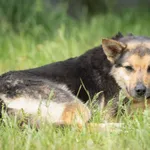 Pies do adopcji, Bełchatów, 26 listopada 2018