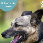Pies do adopcji, Dąbrówka, 25 maja 2024