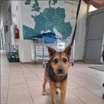 Znaleziono psa, Grudziądz, 25 maja 2024