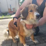 Znaleziono psa, Łódź, 24 maja 2024