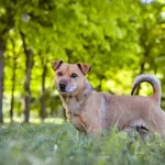 Pies do adopcji, Radom, 26 maja 2024