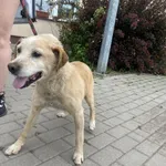 Znaleziono psa, Świdnica, 27 maja 2024