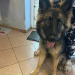 Pies do adopcji, Włocławek, 27 maja 2024