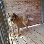 Pies do adopcji, Orzechowce, 25 maja 2024