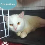 Znaleziono kota, Dąbrówka, 27 maja 2024