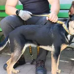 Znaleziono psa, Łódź, 28 maja 2024