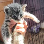 Kocurek poz. 24/212/K