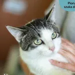 Kot do adopcji, Dąbrówka, 28 maja 2024