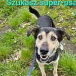 Pies do adopcji, Korabiewice, 27 maja 2024