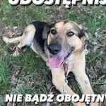 Pies do adopcji, Korabiewice, 27 maja 2024