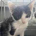 Nr: 183/2024 - Kot z Miłkowice