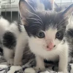 Nr: 180/2024 - Kot z Miłkowice