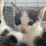 Nr: 182/2024 - Kot z Miłkowice