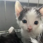 Nr: 184/2024 - Kot z Miłkowice