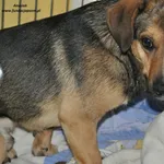 Pies do adopcji, Nowy Dwór Mazowiecki, 28 maja 2024