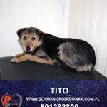 Tito