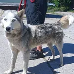 Znaleziono psa, Pieckowo, 27 maja 2024