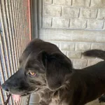 szczeniak Wafel mix Labrador