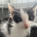 Nr: 181/2024 - Kot z Miłkowice