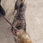 Pies do adopcji, Przyborówko, 29 maja 2024