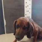 Przyjęty: 2024-05-28 Gmina: Morawica Płeć: Pies Opis: mieszaniec, brąz