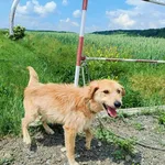 Znaleziono psa, Racławice, 24 maja 2024