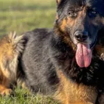 Pies do adopcji, Pieczyska, 30 maja 2024