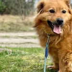 Imię: Max Czip: 616093902518489 Płeć: samiec Wiek: styczeń 2020 Wielkość: średni Kastracja/sterylizacja: tak Inne Psy: Akceptuje towarzystwo innych zwierząt Dzieci: W wieku szkolnym Charakter: Energic