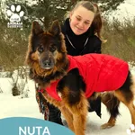 Kot do adopcji, Dąbrówka, 29 stycznia 2026