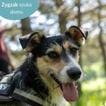 Pies do adopcji, Dąbrówka, 31 maja 2024